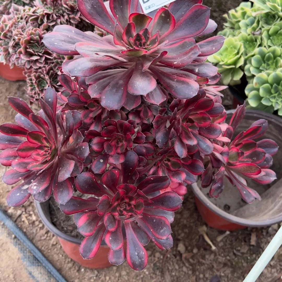 037香内儿多肉植物法师多肉