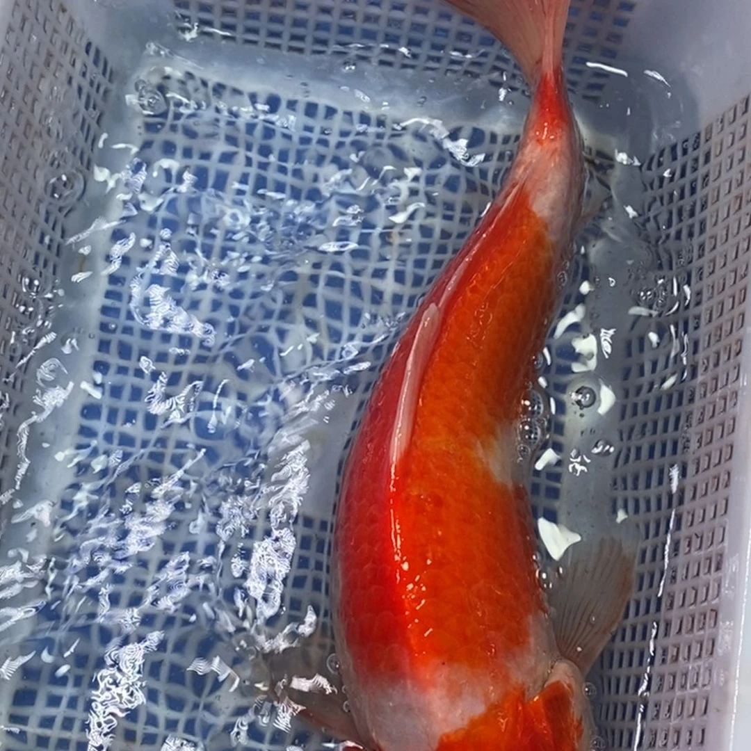 锦鲤冷水锦鲤包邮