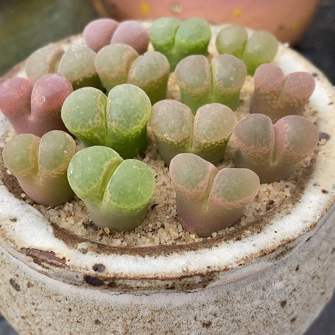 粉樱风铃1颗买2送1