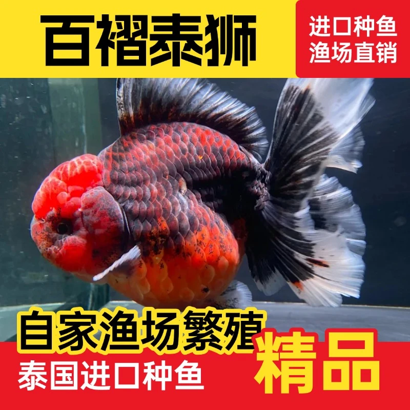 精品将军百褶泰狮F1金鱼渔场直销淡水冷水观赏鱼耐活好养的活体鱼