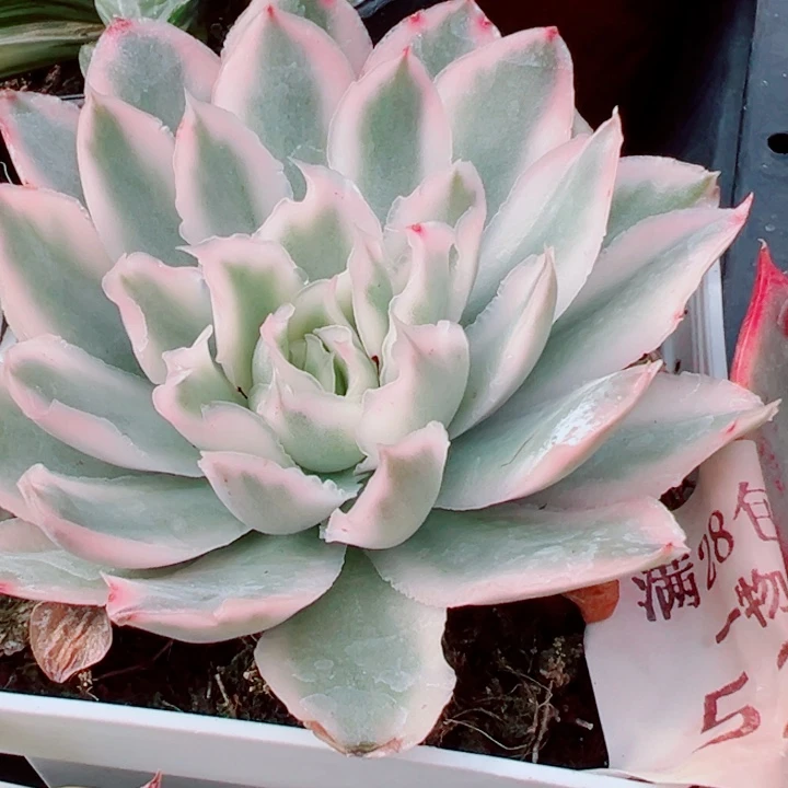 紫蝴蝶锦多肉植物