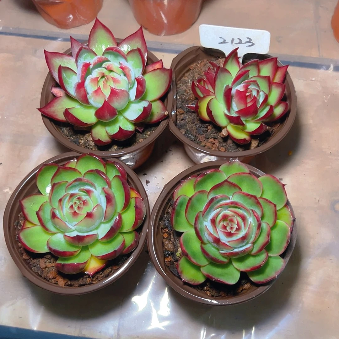 小惊鸿仙子四颗2123号不包整