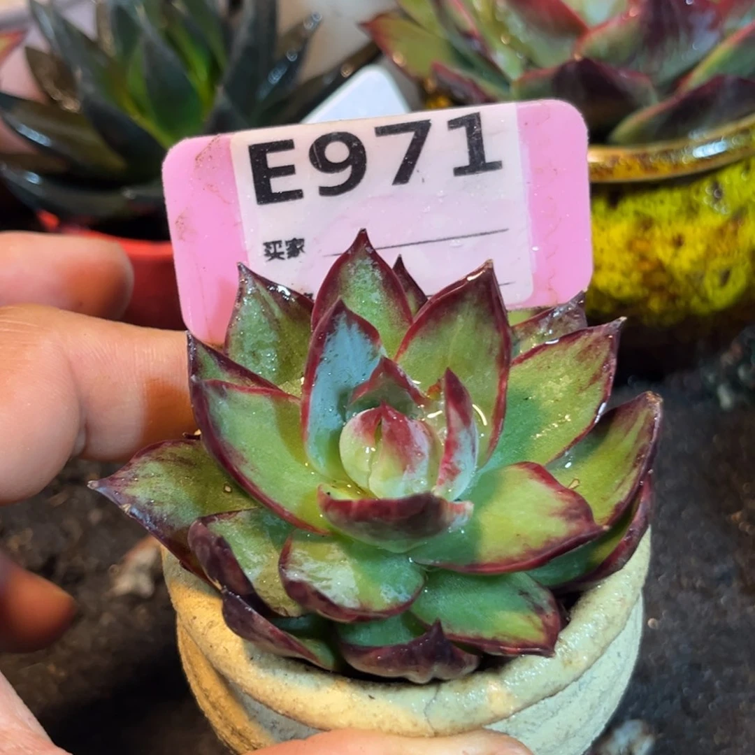 惊鸿仙子多肉植物971