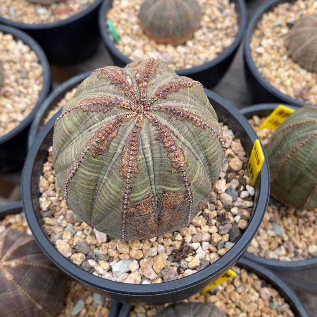 12 欧系实生布纹球多肉植物