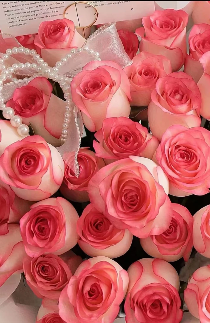 【牛牛鲜花】AA爱莎神单头玫瑰玫瑰 云南基地现采现发 一单顺丰冷链