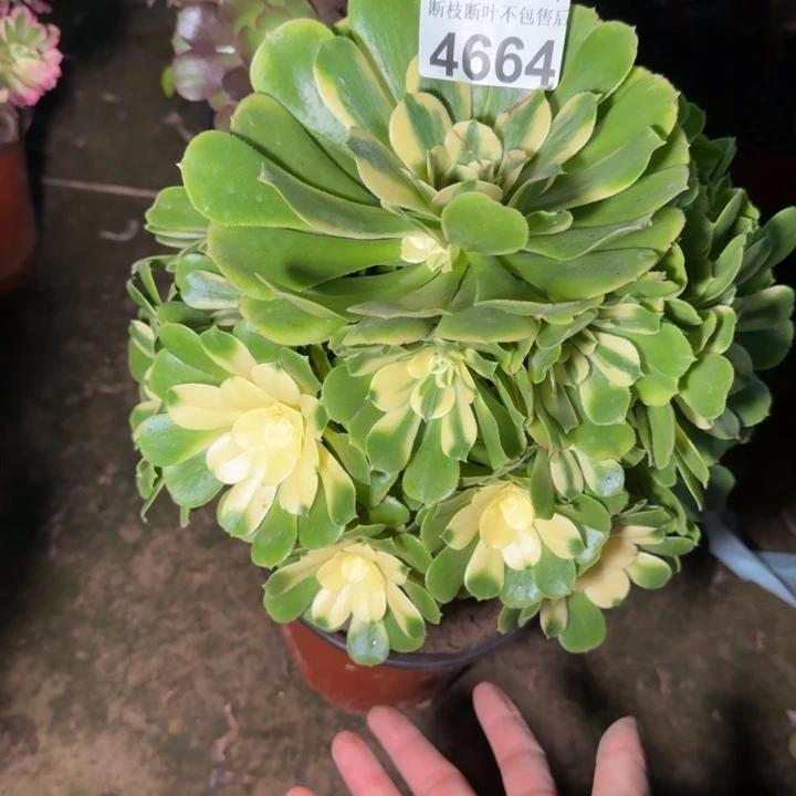 4664辛尼亚多肉植物