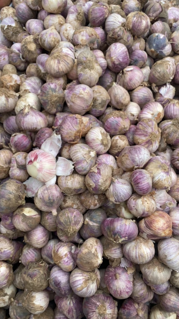 紫皮【湿蒜】三瓣蒜元宝蒜云南农家自种紫红皮薄皮
