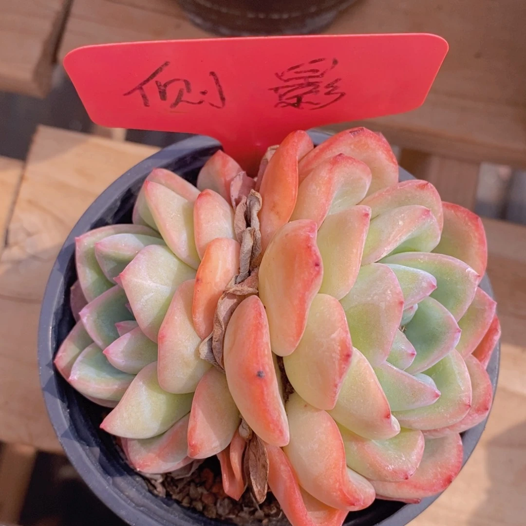 开心多肉，一物一拍，3单包邮