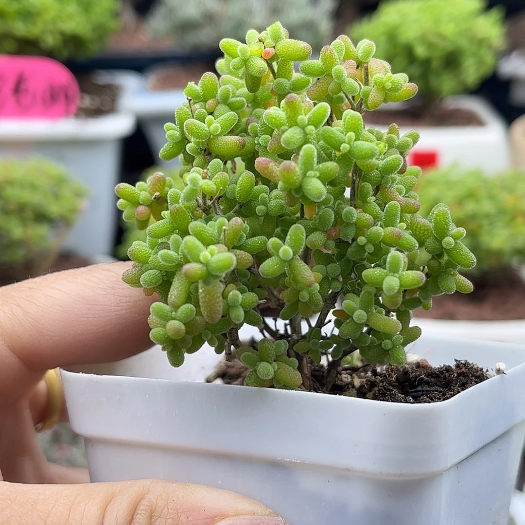 46蜜桔糖球优选枝干番杏