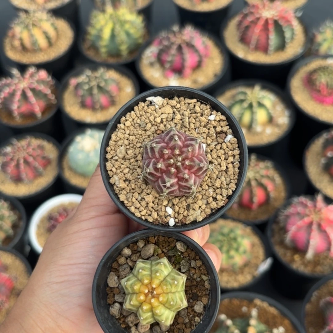 泰系米哈实生轮回组合9号