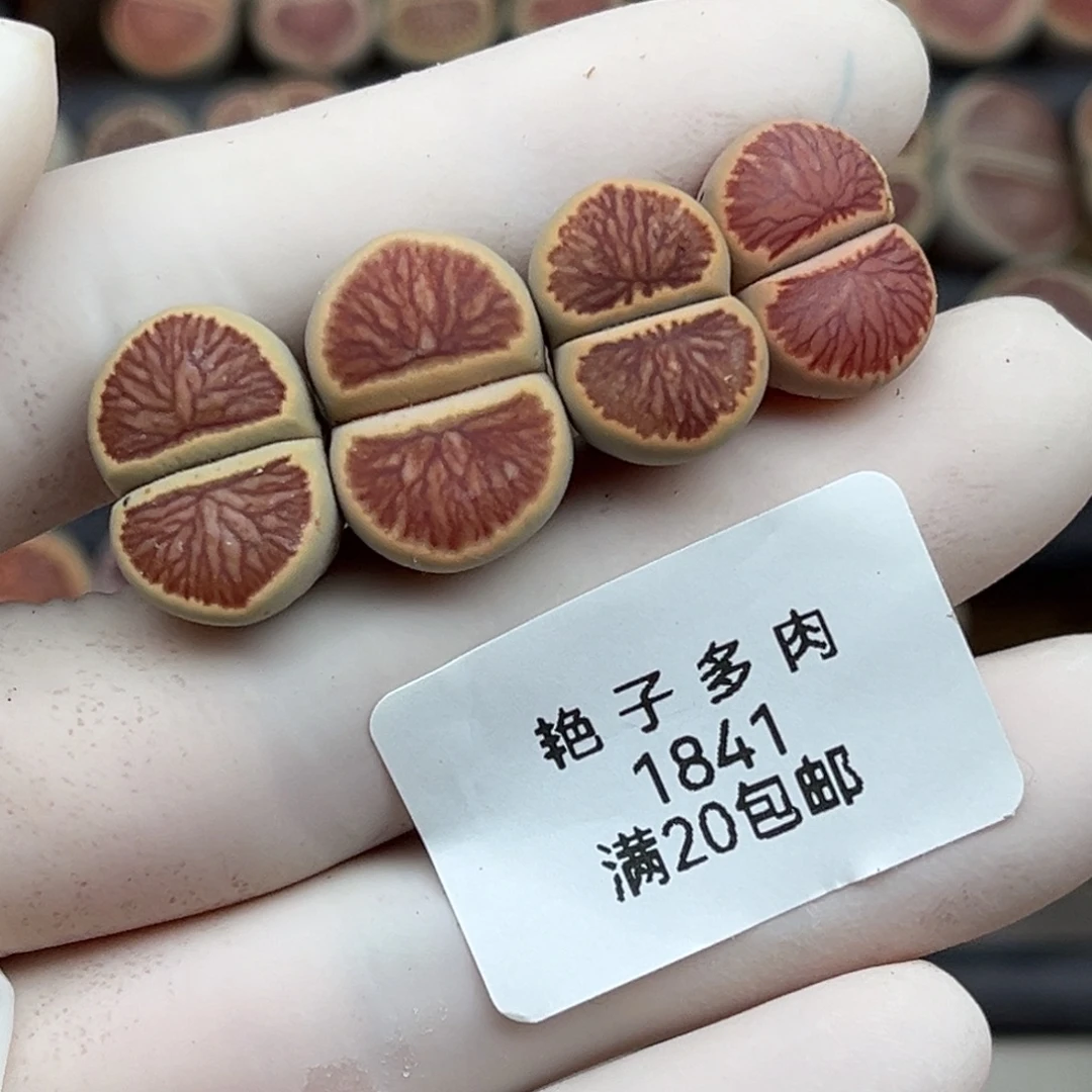 初***媚141号一首四颗菊发货
