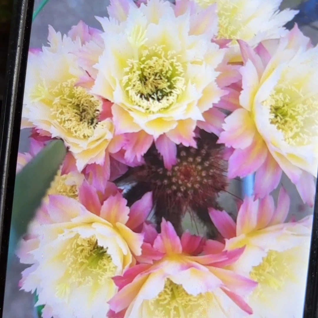 126毛侧牙20包邮仙人球29