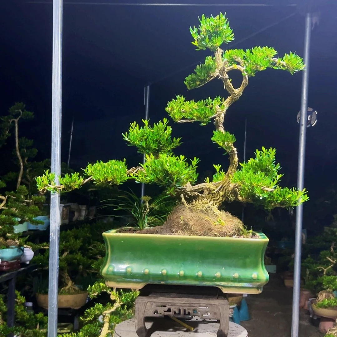 无花朵黄杨木