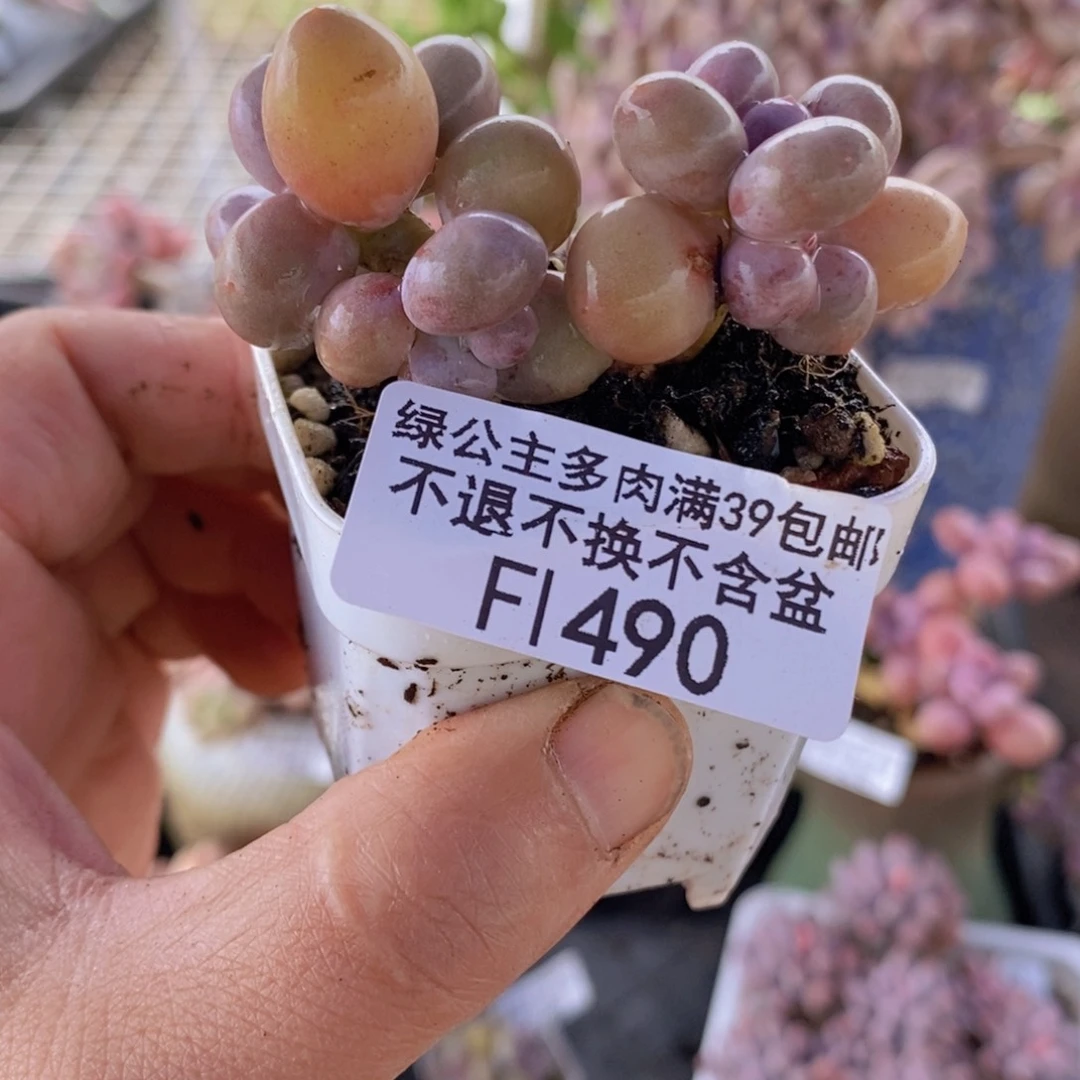 糖豆奶5cm490多肉植物