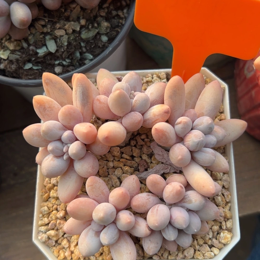 特价香水手指11111111