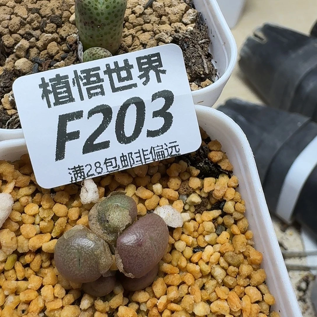 多肉植物的润泽fhn