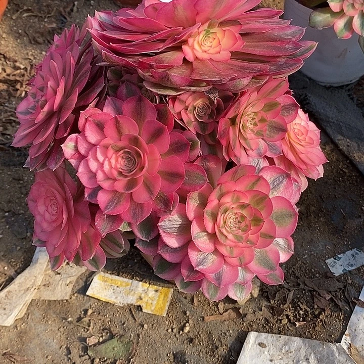 多肉植物倾城448多肉