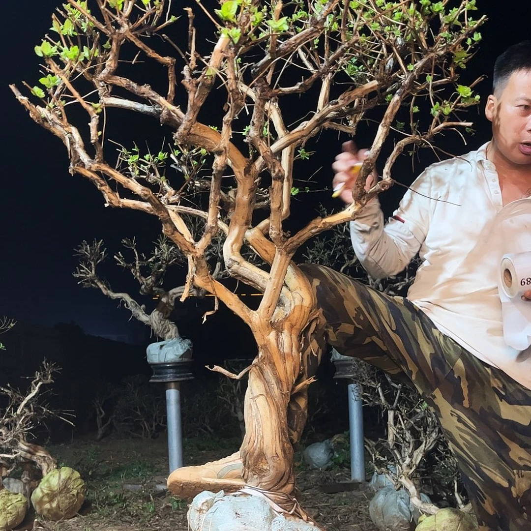当前无花栽培后可以开花