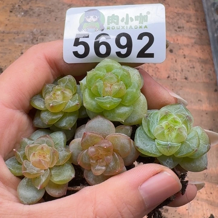 多肉植物多肉植物