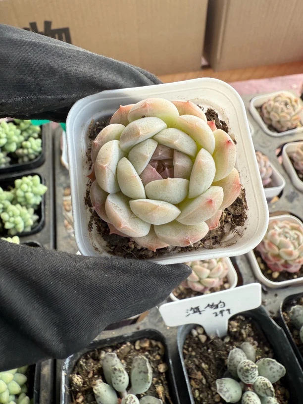 精品小仙女多肉植物