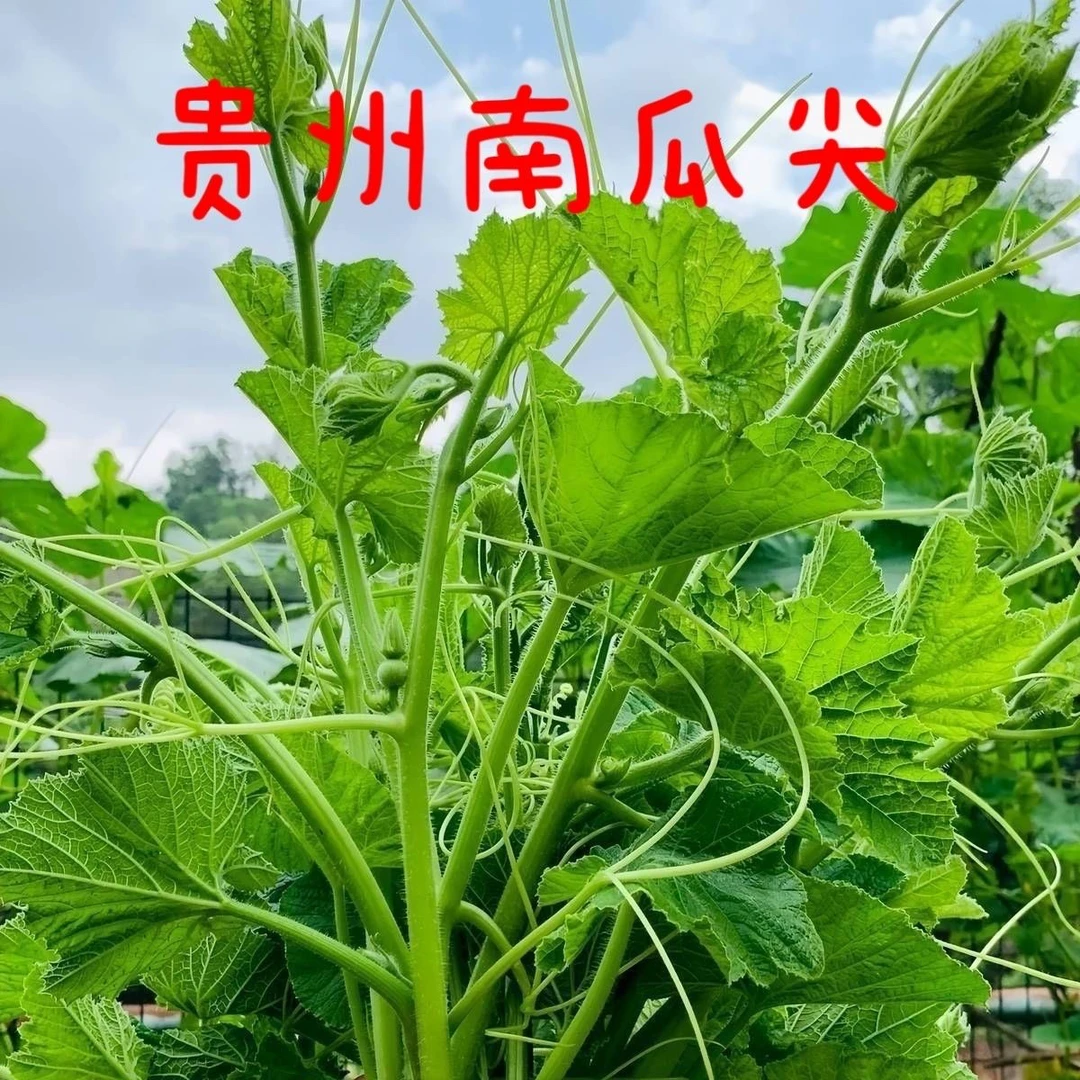 贵州农家自种南瓜尖南瓜芽