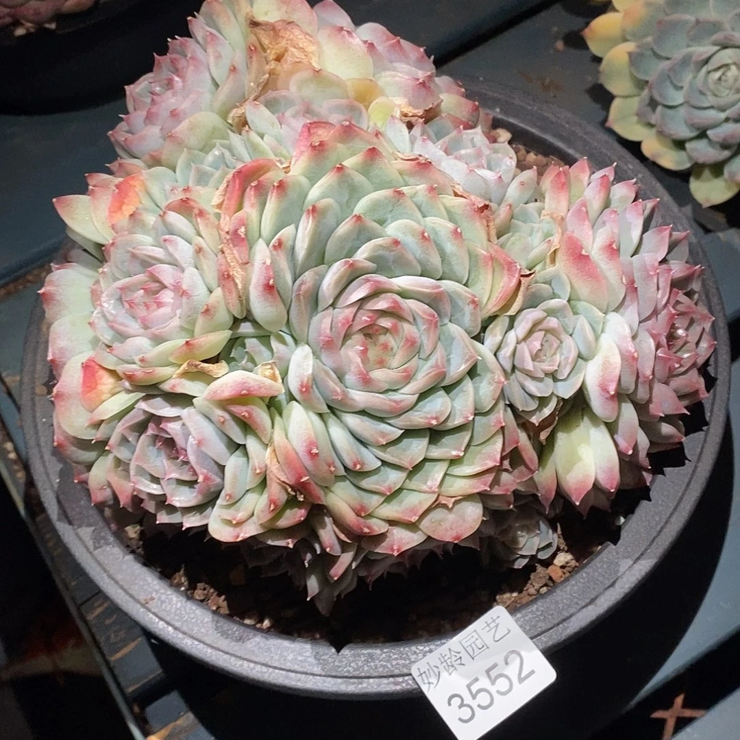 可***头3552杂交老庄基地～18厘米