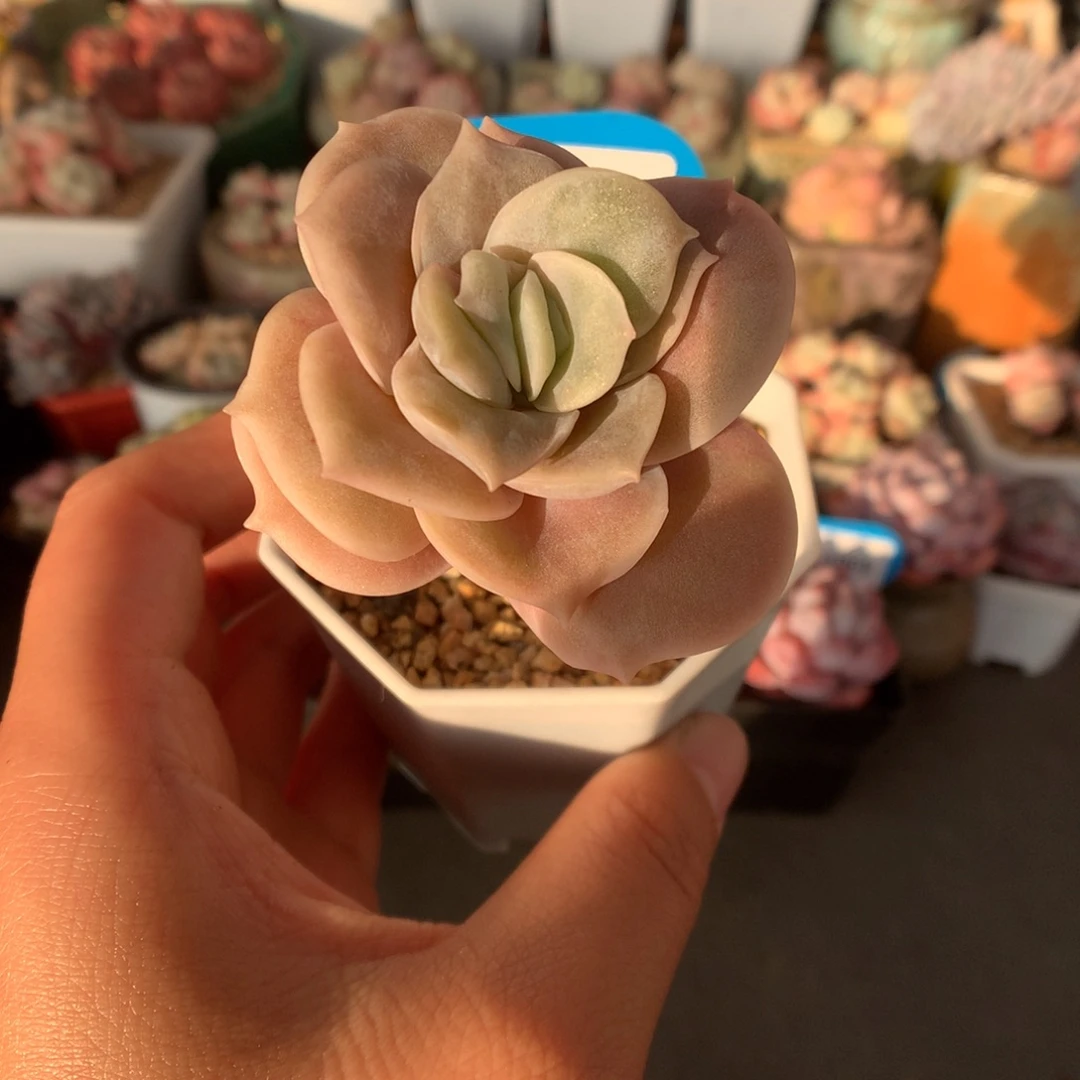 1052可爱玫瑰多肉植物