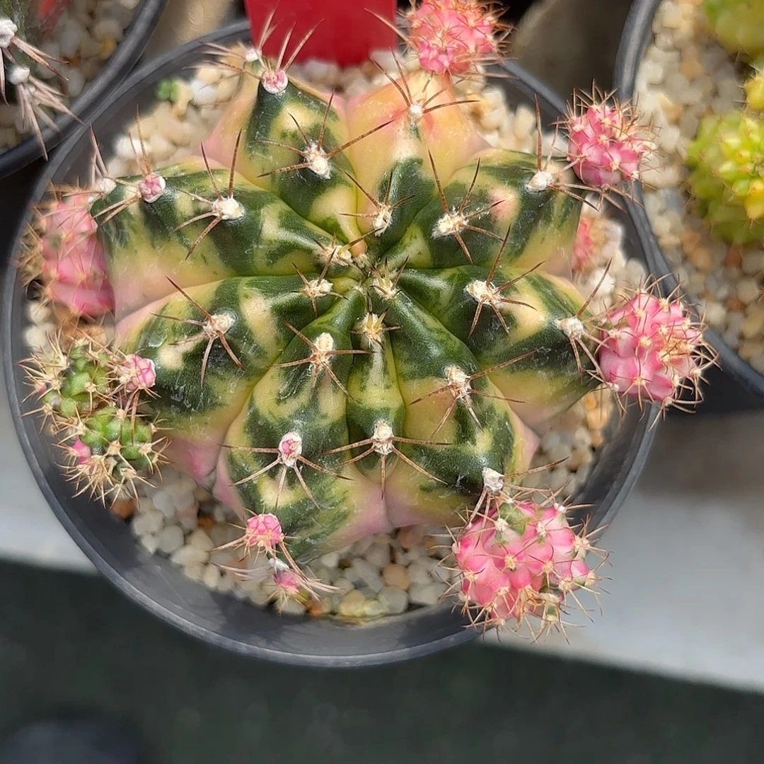 210-1026泰国发货多肉