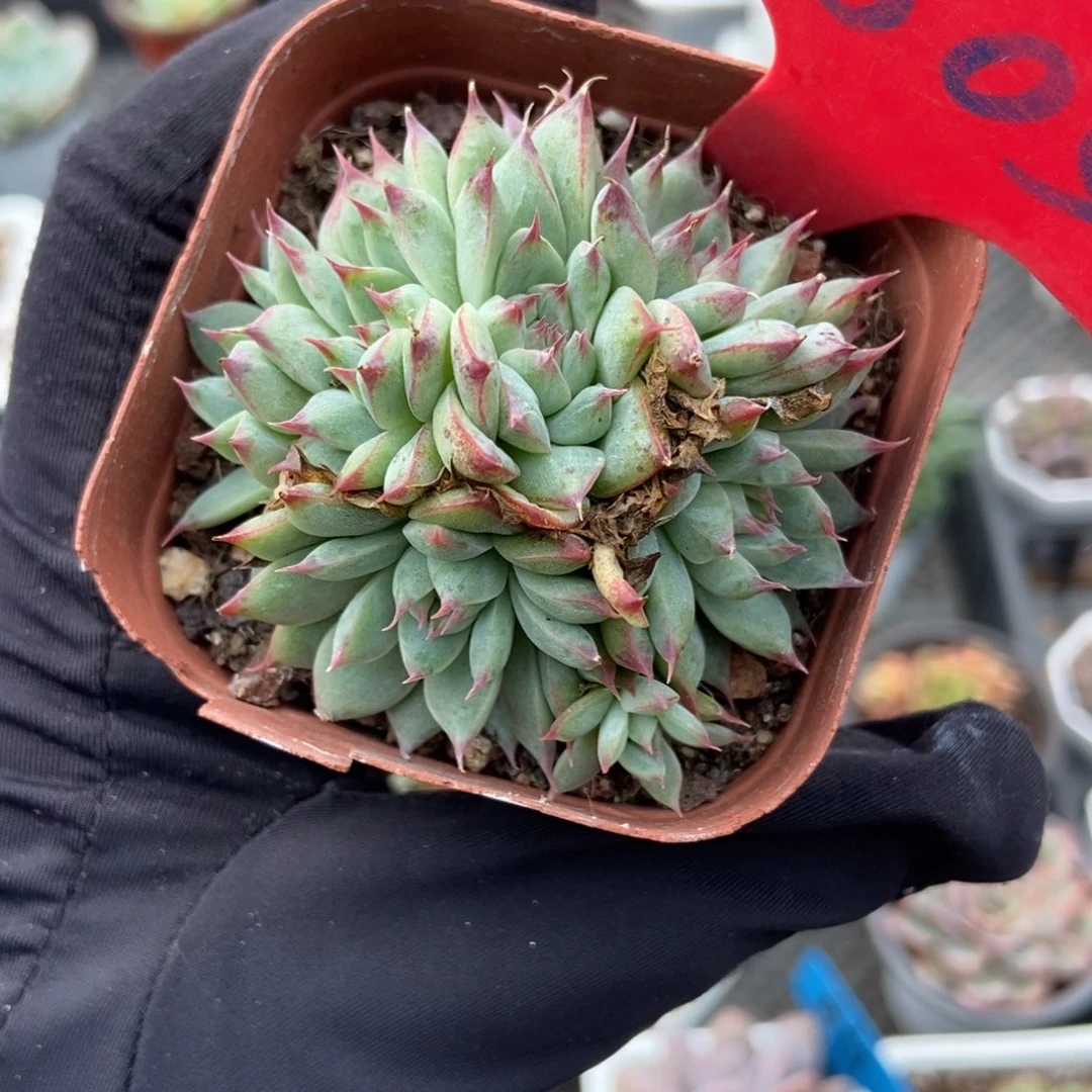 805琵琶仙子多肉植物