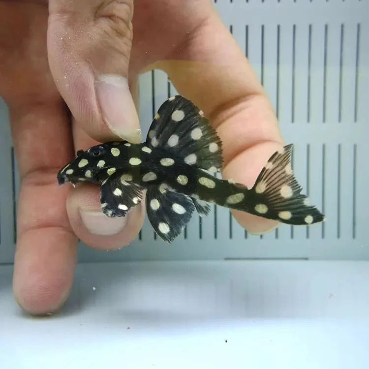 L471皇后雪球南美异形鱼观赏鱼