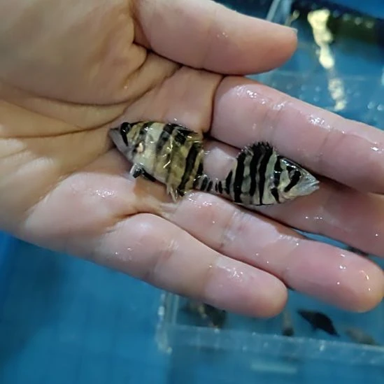海水鱼苏门答腊虎鱼