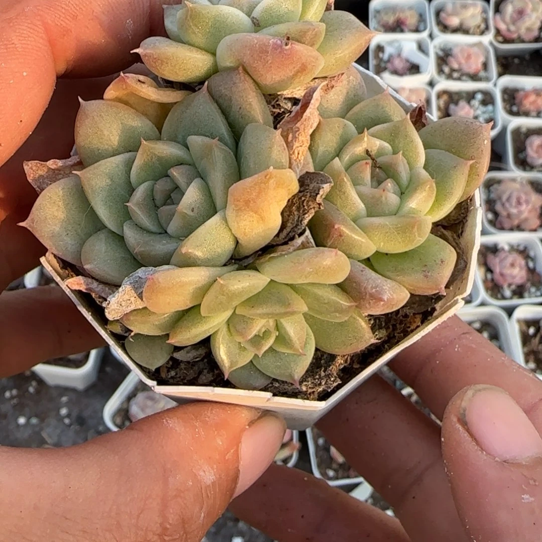 小卡拉米糖心一物一拍