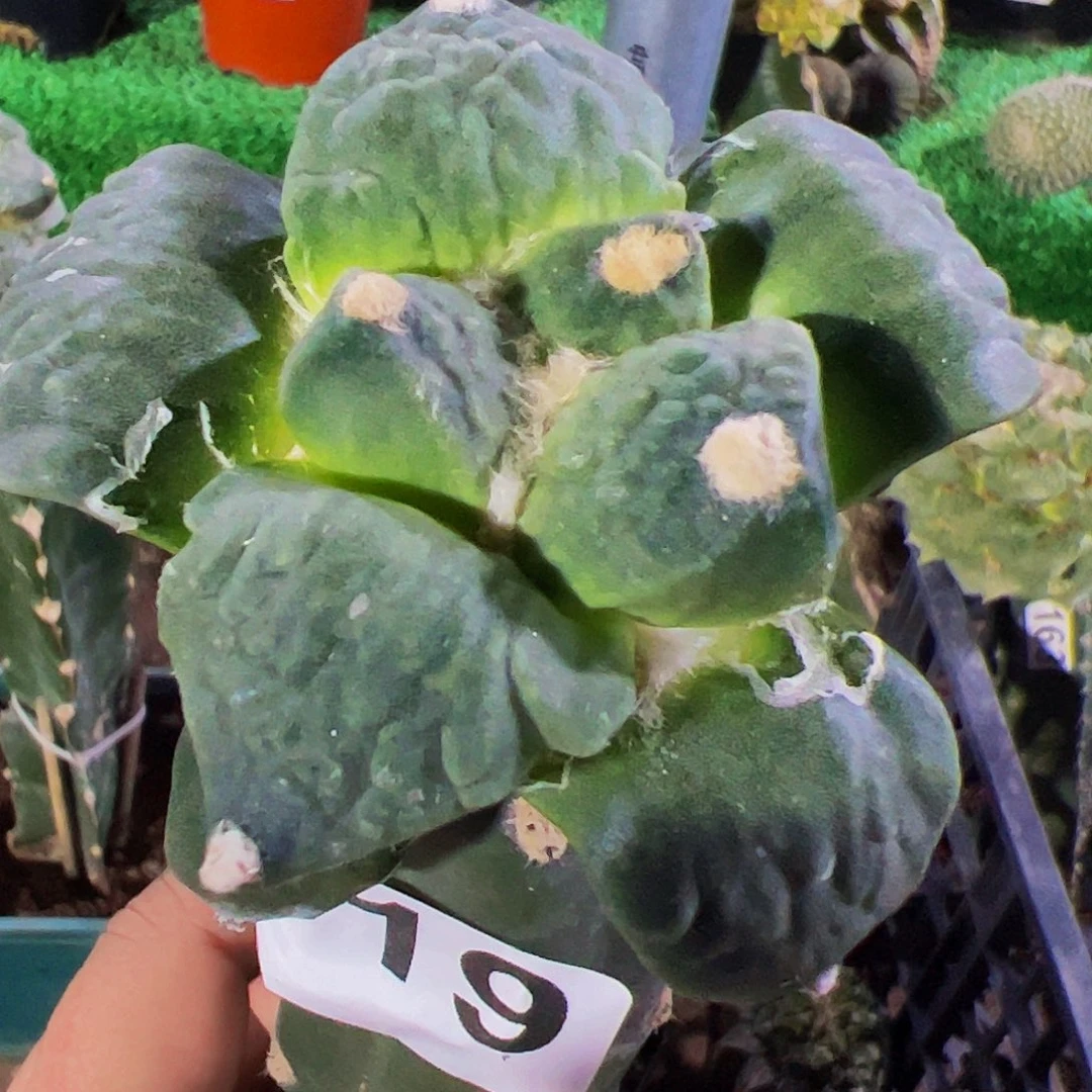 无花朵福利怒涛牡丹519