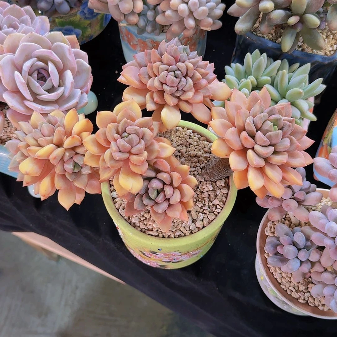 花花姐一物一拍多肉