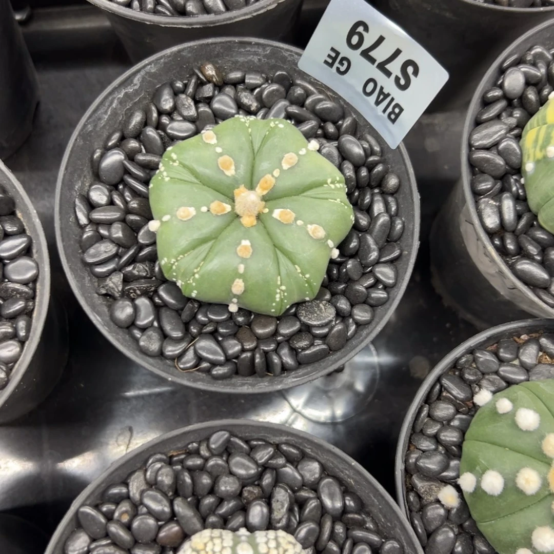 河****S779号兜仙人球多肉植物