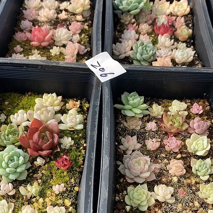 206 多肉植物盆栽花卉