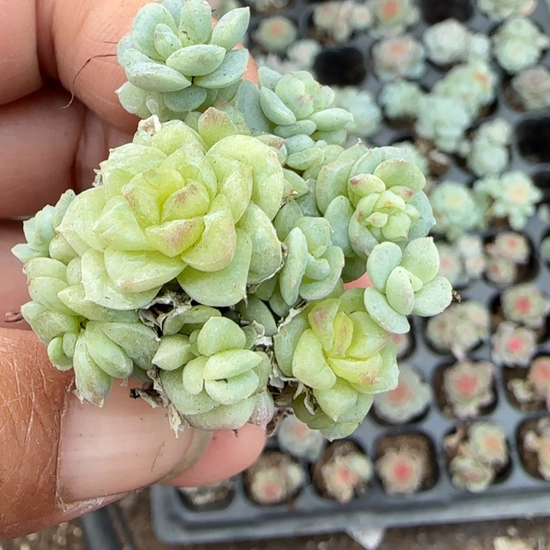 多肉小卡拉米糖心一物一拍