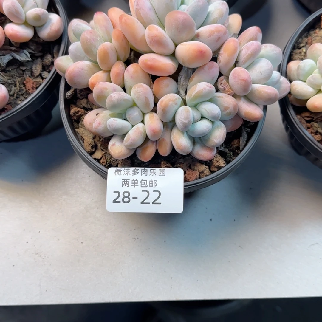 青***角28-22香水多肉植物