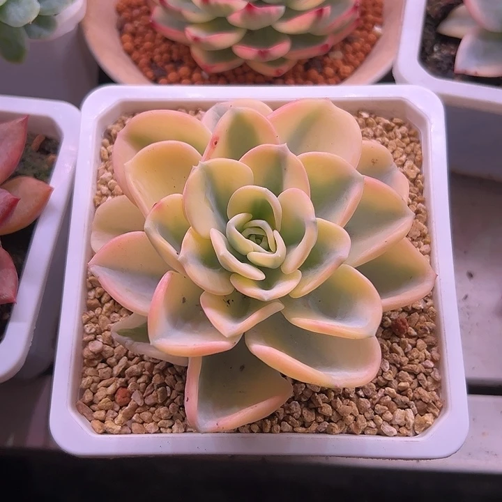 美尻锦大单头多肉植物