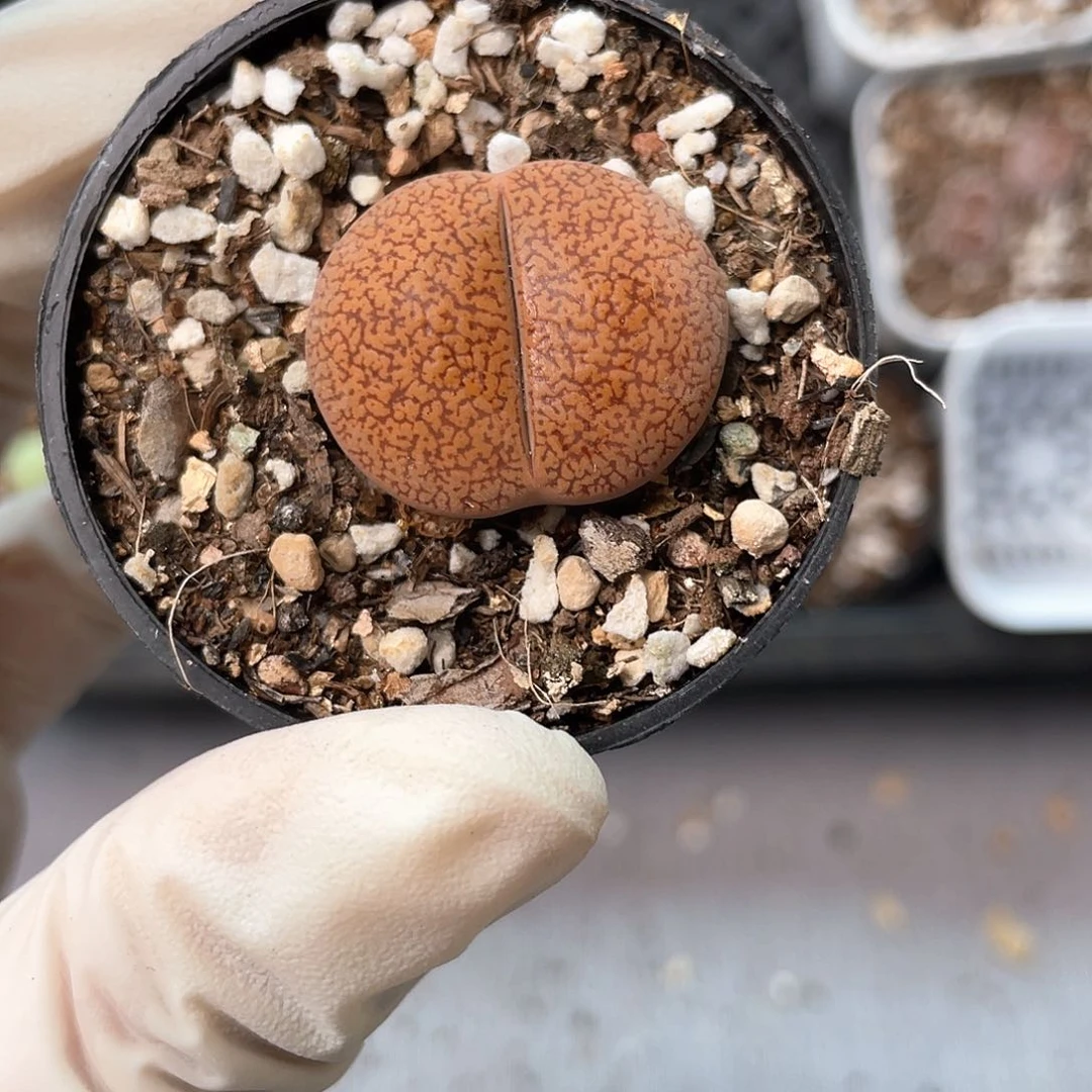 8108大棚清仓甩卖了2.5