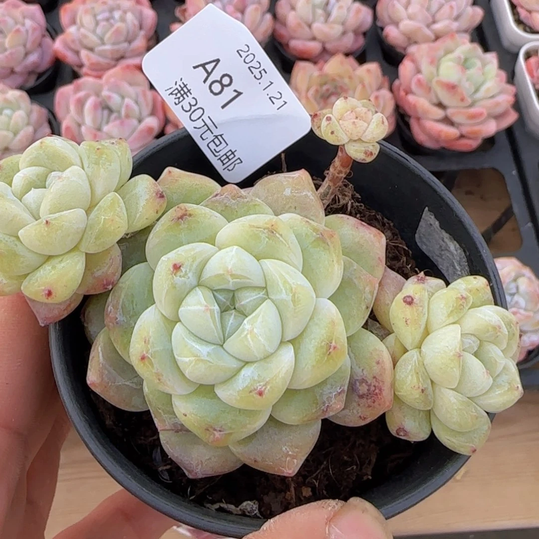 绿体刚毅四头老桩一颗