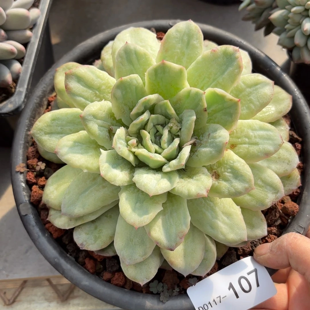 同温层多肉泡泡纱107