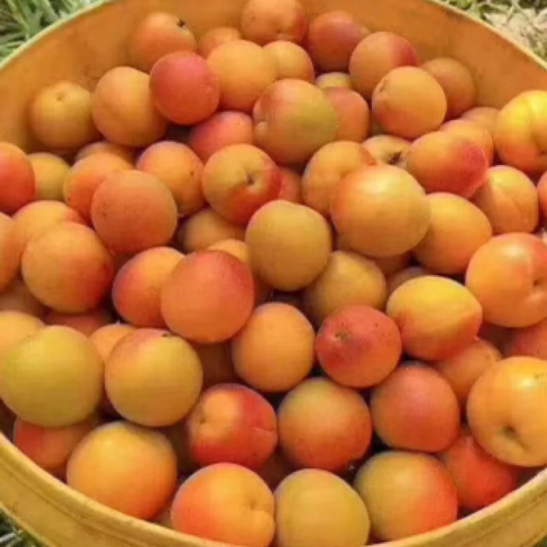 新疆吊干杏纯甜流蜜小红杏3斤装大果新疆维吾尔自治区