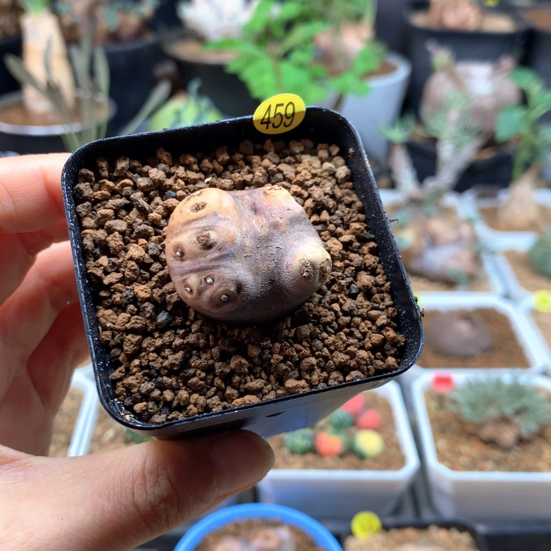 产地格加厚敦菊带盆459