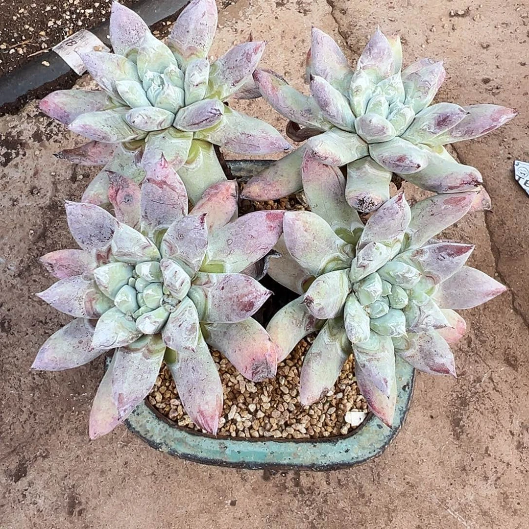 大***乔7776拇指苹果叶仙女杯