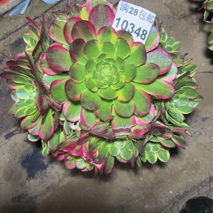 10348奶白多肉植物