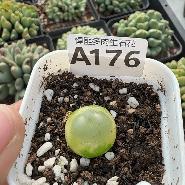 176多肉植物多肉植物