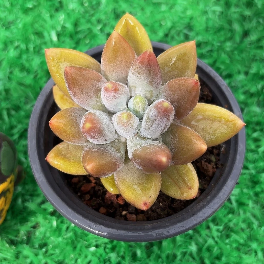 哥特萝莉哈哈哈哈哈哈哈哈