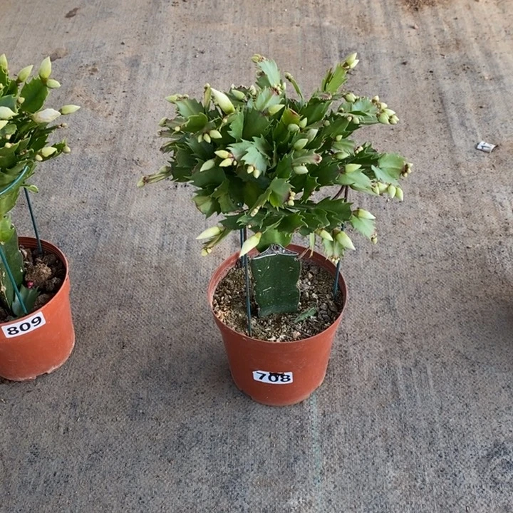 大部分花苞少量开放708嫁接白玛丽