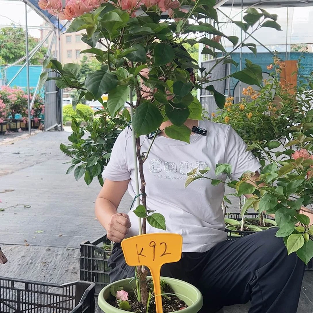 淼***淼大部分开放少量花苞K92不甜西瓜